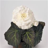 Nonstop Mocca White Tuberous Begonia