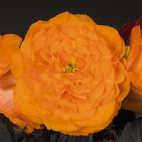 Nonstop Mocca Bright Orange Tuberous Begonia