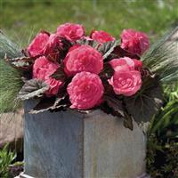 Nonstop Mocca Pink Shades Tuberous Begonia