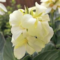 South Pacific Ivory Canna