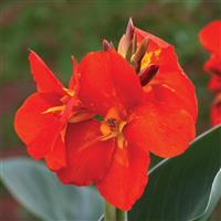 South Pacific Scarlet Canna
