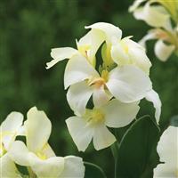 South Pacific White Canna