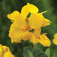 South Pacific Yellow Canna