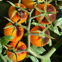 Indigo™ F1 Kumquat Tomato
