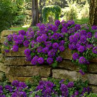 EnduraScape™ Purple Verbena