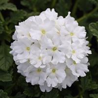 EnduraScape™ White Verbena