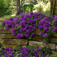 EnduraScape™ Dark Purple Verbena