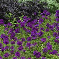 EnduraScape™ Dark Purple Verbena