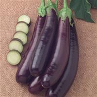 Hansel Eggplant