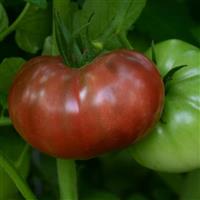 Heirloom Marriage™ Cherokee Carbon Tomato