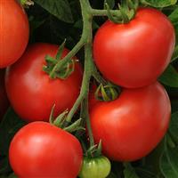 Homeslice Tomato