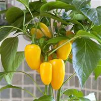 Fresh Bites Yellow Edible Potted Pepper