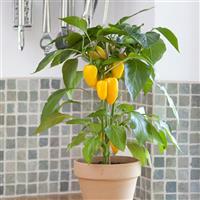 Fresh Bites Yellow Edible Potted Pepper