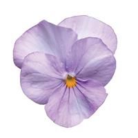Sorbet<sup>®</sup> Lavender Pink Viola