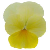 Sorbet<sup>®</sup> Lemon Chiffon Viola