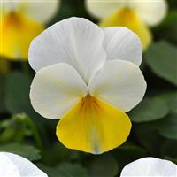 Sorbet<sup>®</sup> Yellow Beacon Viola