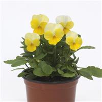 Sorbet<sup>®</sup> Yellow Beacon Viola