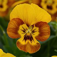 Sorbet<sup>®</sup> Honeybee Viola