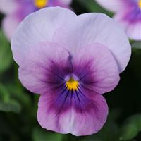 Sorbet<sup>®</sup> Orchid Rose Beacon Viola