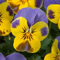 Sorbet<sup>®</sup> Yellow Blue Jump Up Viola