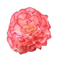 Nonstop Rose Picotee Tuberous Begonia