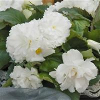 Nonstop White Tuberous Begonia