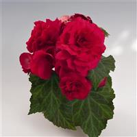 Nonstop Deep Rose Tuberous Begonia
