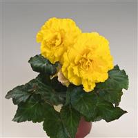 Nonstop Yellow With Red Back Tuberous Begonia