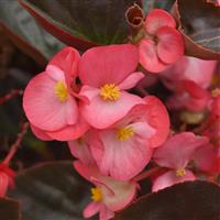 Megawatt™ Rose Bronze Leaf Begonia