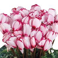 Halios<sup>®</sup> Select Victoria 50 Rose With Eye Cyclamen
