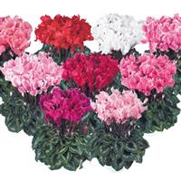 Halios<sup>®</sup> Select CURLY Early Mix Cyclamen