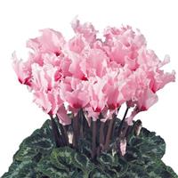 Halios<sup>®</sup> Select CURLY Light Pink Eye Cyclamen