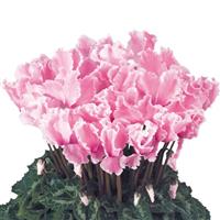 Halios<sup>®</sup> Select CURLY Light Rose & Flamed Cyclamen