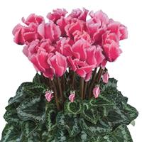 Halios<sup>®</sup> Select CURLY Litchi Rose Cyclamen