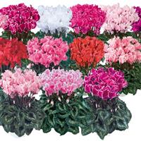 Halios<sup>®</sup> Select CURLY Mix Cyclamen