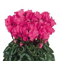 Halios<sup>®</sup> Select CURLY Indian Rose Cyclamen