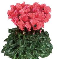 Halios<sup>®</sup> Select CURLY Salmon Cyclamen