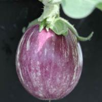 Pinstripe Eggplant