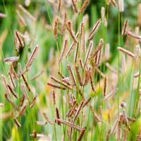 Mozzie Grass Bouteloua gracilis