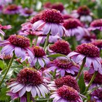 Echinacea Double Coded Everything's Rosy