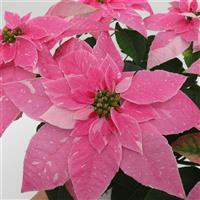 Princettia<sup>®</sup> Sparkling Rosé Euphorbia