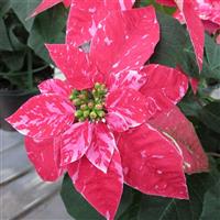Princettia<sup>®</sup> Sparkling Rouge Euphorbia