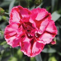Dianthus EverLast™ Red+Pink