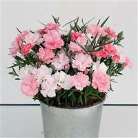 Dianthus EverLast™ Pink to White