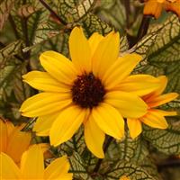 Heliopsis Touch of Blush