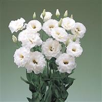 Super Magic White Cut Flower Lisianthus