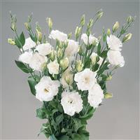 Super Magic Pure White Cut Flower Lisianthus
