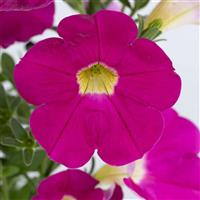 Cascadias Rose Petunia