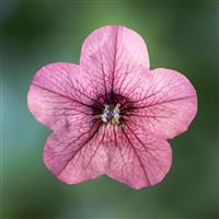 Dekko Rose Vein Petunia