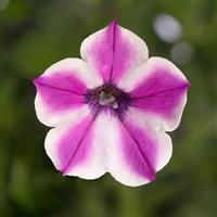 Dekko Pinwheel Purple Petunia